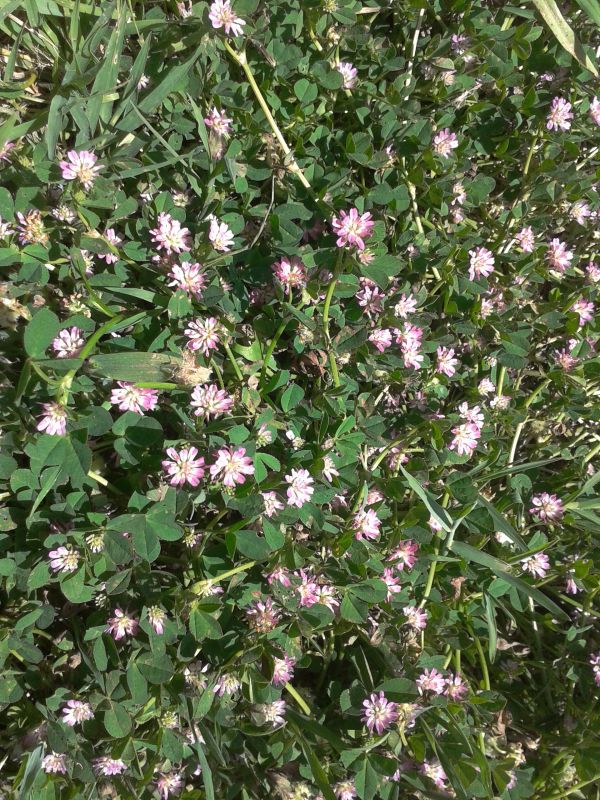 Trifolium resupinatum